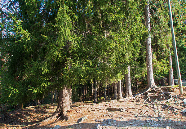 nel bosco